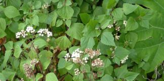 उत्तराखंड को खुशहाल नहीं बर्बाद कर रहा है ये पौधा……..