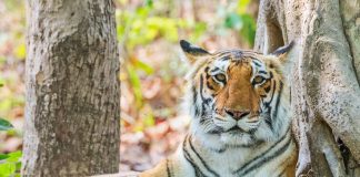 जंगल और इंसान के बीच क्यों जरूरी है एक लक्ष्मण रेखा….?